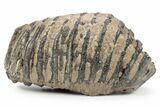 Southern Mammoth Upper M Molar - Hungary #357046-2